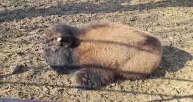 Microrezervația din Constanța are un nou locatar. Îl cheamă Geo, și are șapte luni - 2