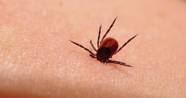 Ce complicații poate da boala Lyme