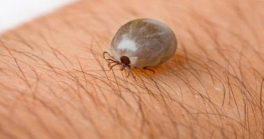 Stire din Sănătate : Pacienții cu boala Lyme atrag atenție asupra bolii