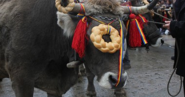 Vezi imagini de la slujba de Bobotează oficiată astăzi la Constanța - 8
