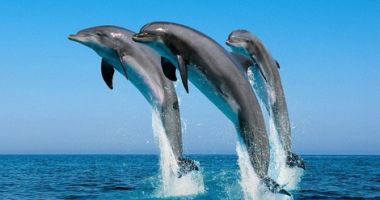 Stire din Social : ONG Mare Nostrum, preocupată de soarta cetaceelor