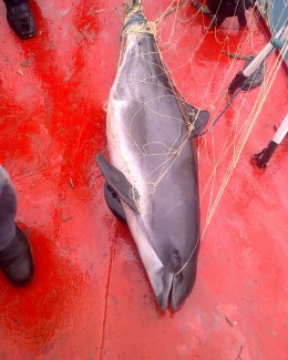 Masacru în Marea Neagră - 4
