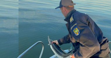 Stire din Eveniment : 29 exemplare de sturion redate mediului natural, sute de kilograme de pește descoperite și 12 dosare penale întocmite de polițiștii de frontieră