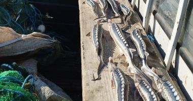 29 exemplare de sturion redate mediului natural, sute de kilograme de pește descoperite și 12 dosare penale întocmite de polițiștii de frontieră - 2