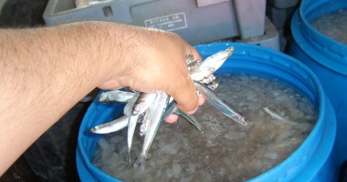 Sute de kilograme de pește, confiscate la Midia - 3