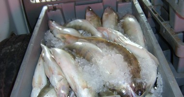 Stire din Eveniment : Sute de kilograme de pește, confiscate la Midia