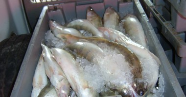 Stire din Eveniment : Sute de kilograme de pește, confiscate la Midia
