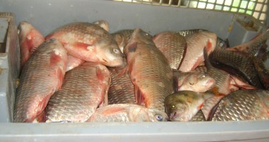 Sute de kilograme de pește, confiscate la Midia - 2