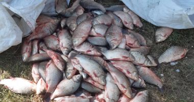 Stire din Eveniment : Braconaj piscicol, la Hârșova. Câte kilograme de pește au fost descoperite în mașina unui bărbat?