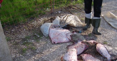 Șase bărbați prinși la braconaj în Marea Neagră - 2
