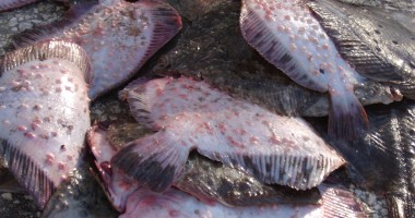 Șase bărbați prinși la braconaj în Marea Neagră - 4