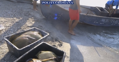 Braconieri prinși în flagrant, la Constanța și în Delta Dunării - 2