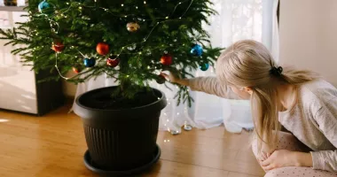 Stire din Social : O nouă șansă pentru brăduții de Crăciun. Constănțenii îi pot replanta în Microrezervație