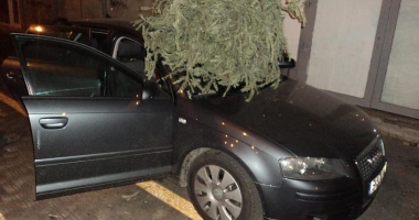 GALERIE FOTO / ȘI-A ARUNCAT BRADUL, DE LA BALCON, PESTE MAȘINILE DIN PARCARE! "Imaginează-ți că poate treci cu copilul și îți sparge capul" - 4