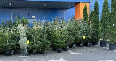 Stire din Actualitate : Majoritatea brazilor comercializați pentru Crăciun sunt de import