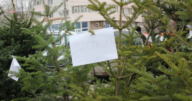 Stire din Economie : Cât ne costă bradul de Crăciun