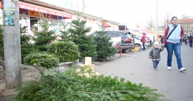 Brad la ghiveci sau brad din plastic? Ce alegem anul acesta - 2