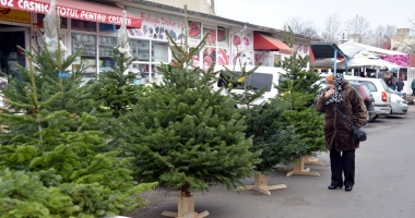 Stire din Social : Brad natural sau artificial, ce alegeți anul acesta de Crăciun?