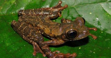 O nouă specie de broască, descoperită în Anzi