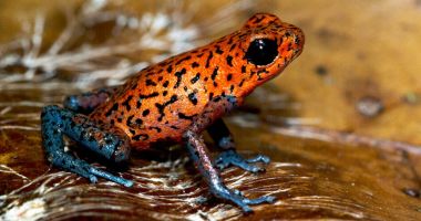 Stire din Actualitate : O specie de broască tropicală australiană, printre cele declarate dispărute