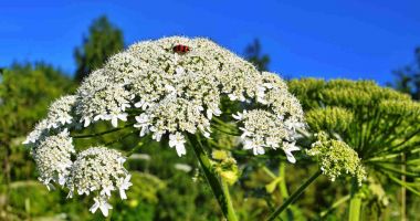 Stire din Sănătate : Plantă cunoscută pentru abilitatea sa de a accelera vindecarea rănilor