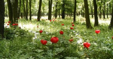 Stire din Social : Sărbătoarea bujorului organizată pe 13 și 14 mai în pădurea Plenița