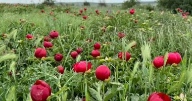 Stire din Social : Dobrogea, tărâmul bujorilor: Rezervații spectaculoase în floare