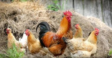 Bulgaria va sacrifica 19.000 de găini pentru a opri răspândirea gripei aviare