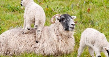 Stire din Actualitate : Bulgaria: Febră aftoasă la ovine și bovine