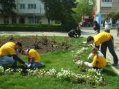 Stire din Social : Voluntarii Mare Nostrum au plantat flori și au colectat ulei uzat din Medgidia