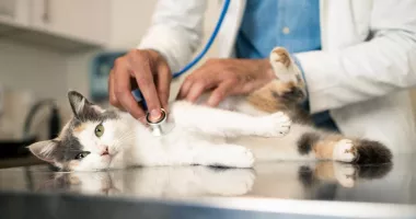 Stire din Social : Sute de cabinete veterinare în pericol să fie închise. O decizie a Guvernului le blochează activitatea