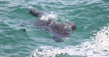 Cadavrul bărbatului care plutea în mare "ascuns" de curenți sub stabilopozi / Galerie foto - 3