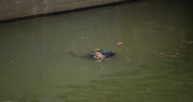Descoperire macabră! Cadavrul unui bărbat, găsit în ecluza de la Agigea - 3