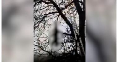 Stire din Eveniment : Cadavrul unui pui de urs a fost găsit atârnând într-un copac