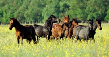 Caii de la Letea se întorc în sălbăticie