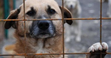Eutanasierea câinilor, decisă după consultarea cetățenilor?