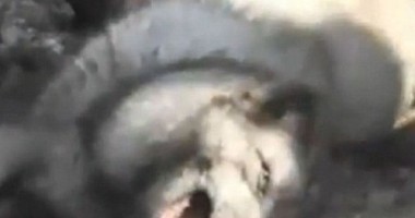 Cruzime fără margini: Animale jupuite de vii pentru confecționarea de cizme UGG - FOTO - 2