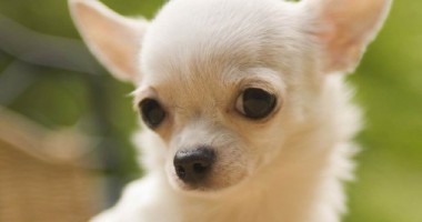 Stire din Cetățenești : De ce este important carnetul de sănătate al animalului de casă?