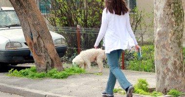 Stire din Politică-Administrație : Primăria "mușcă" tare! Ce AMENZI riscați dacă vă PLIMBAȚI CÂINELE FĂRĂ LESĂ