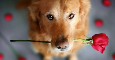Stire din Cetățenești : Cu ce animal de companie puteți călători în străinătate
