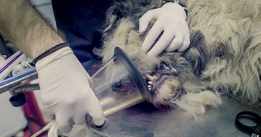 CRUZIME GREU DE IMAGINAT! A VIOLAT UN CÂINE, NU ÎNAINTE DE A-I RUPE COADA ȘI DE A-I SMULGE UN PICIOR - 3