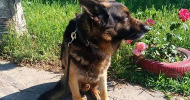 Mabanu iese la pensie. Jandarmii constănțeni oferă spre adopție un camarad - 2