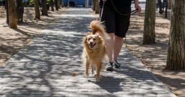 Stire din Actualitate : Bătrână dispărută de acasă, salvată de câinele ei