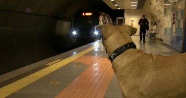 Stire din Actualitate : Un câine  ia zilnic metroul și dă prioritate la coborâre, în Istanbul