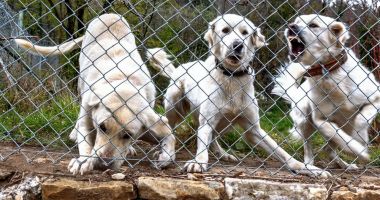 Stire din Eveniment : Femeie sfâşiată de câini în fața unei ferme piscicole
