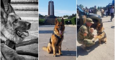 Stire din Eveniment : A murit Dino, ciobănescul german al MApN