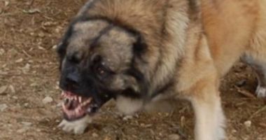 Stire din Eveniment : Caz ȘOCANT în Mangalia! O femeie a fost ATACATĂ de un câine