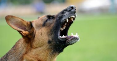 Stire din Actualitate : Cum să te aperi dacă ești atacat de câini agresivi