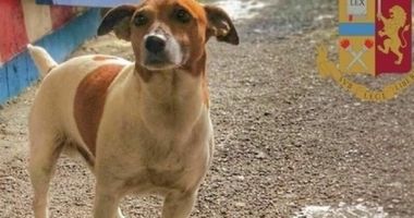 Stire din Eveniment : Bărbat condamnat la doi ani de închisoare, după ce a ucis în bătaie câinele vecinilor