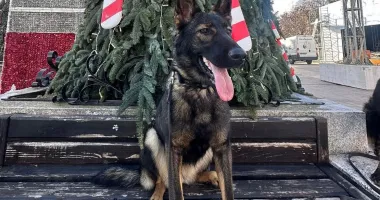 Stire din Eveniment : Tessa, partenerul canin al polițiștilor din Medgidia, în acțiune